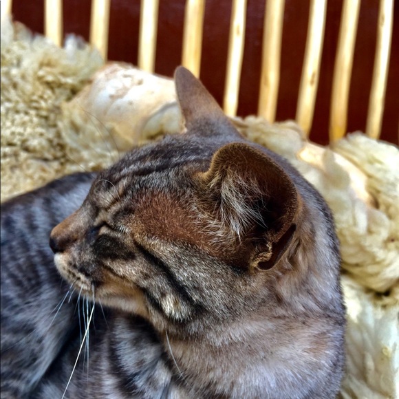 Meet your Posher, Sebastian - Picture 1 of 1